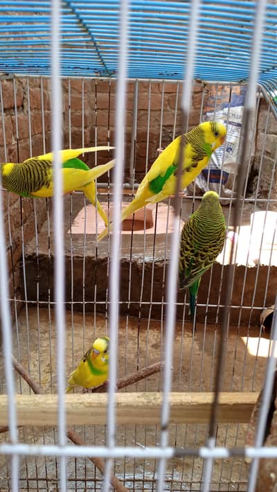 Beautiful pair. Total 9 PCs he. 3 breeder female's. 1 Male. 5 chicks