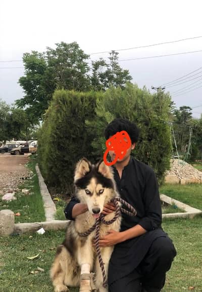 Husky Exchange with German Shepherd Male