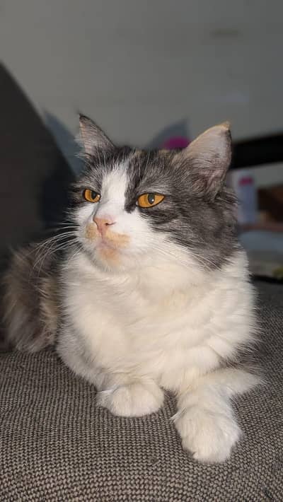 Multi-Colored Persian Cat