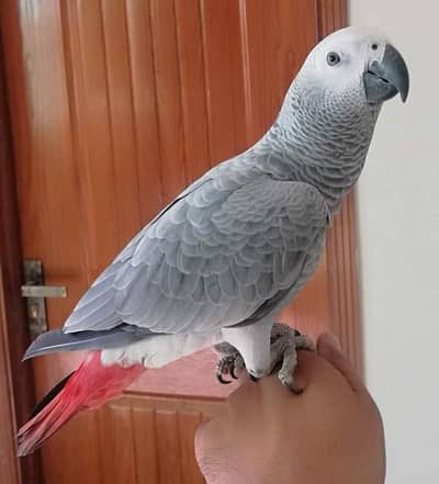African grey parrot for