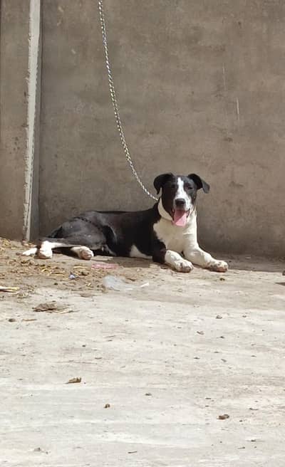 Alsatian | Gultair | Bully | Shepherd guard dog for farms