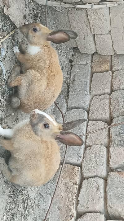 colour and white red eye rabbits