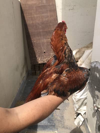 Aseel murgha and murgi