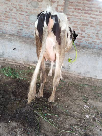 cow for sale sona mn 10 din baqi mhun sa. 2dant MashAllah.