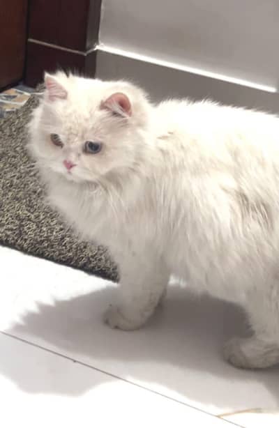 Persian cat for sale my WhatsApp number