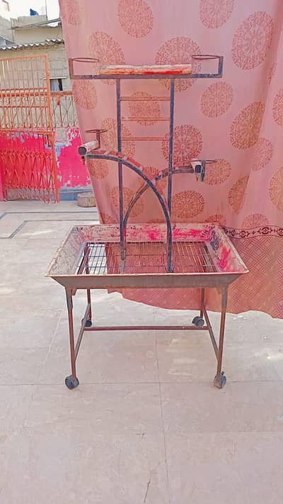 Macaw Grey Caccakto Fancy Stand