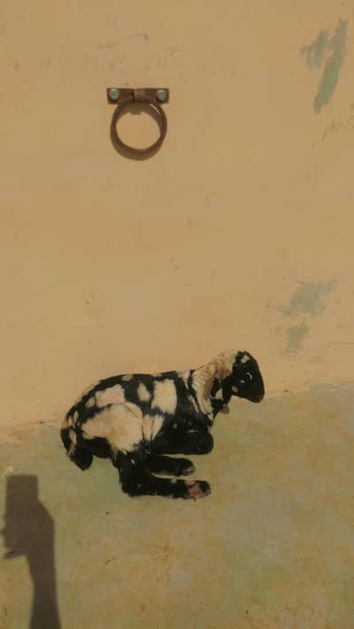 Tapri Female Goat kid