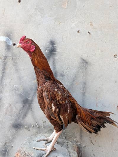 2 aseel murghay for sale