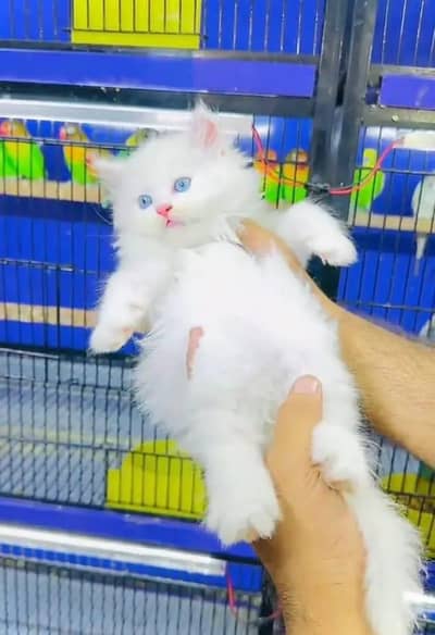 Persian cat for sale my WhatsApp number
