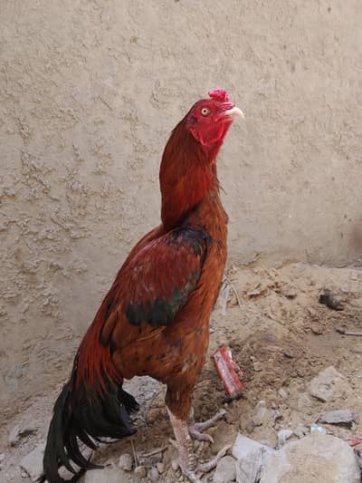 Only serious buyers Rabta krein.