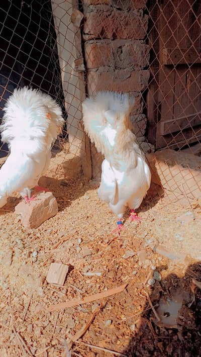 nakabposh breeder pair white colour white eyes