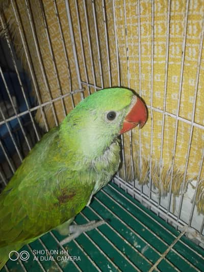raw parrot healthy active