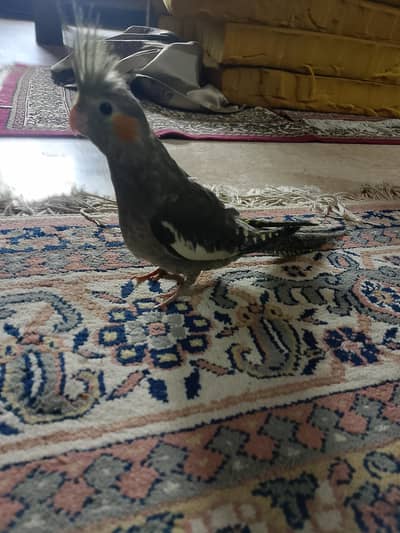 green cheek conure & cocktail tame parrot