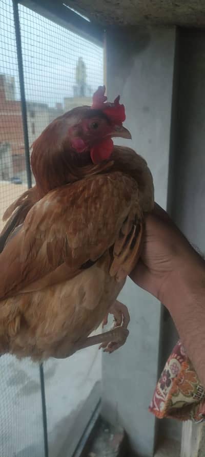 Golden misri hens male female both sab