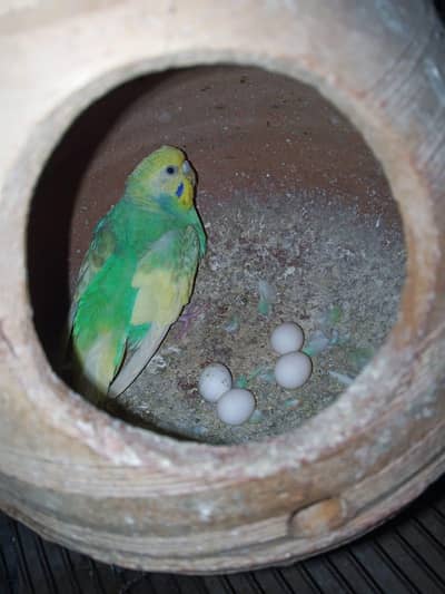 2 breeder pairs 1 with rainbow female