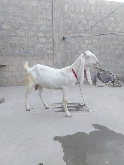 Gulabi bakri