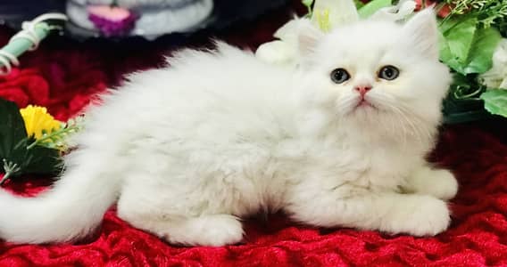 Persian kittens
