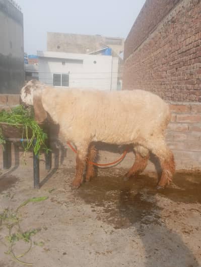 Desi chatra for sale