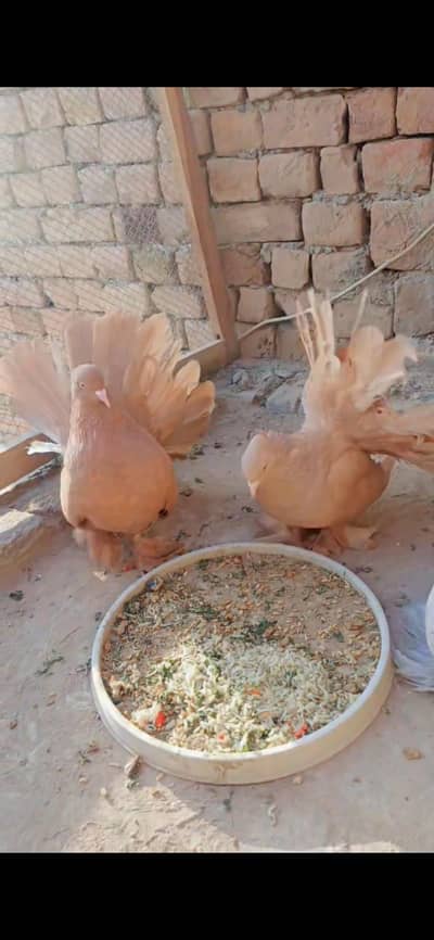 pure American pigeons