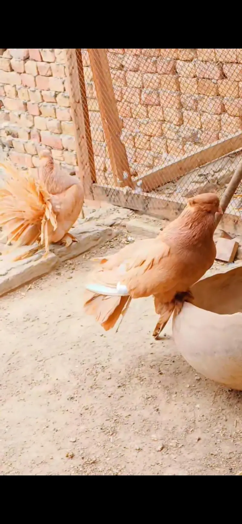 pure American pigeons — photo 3