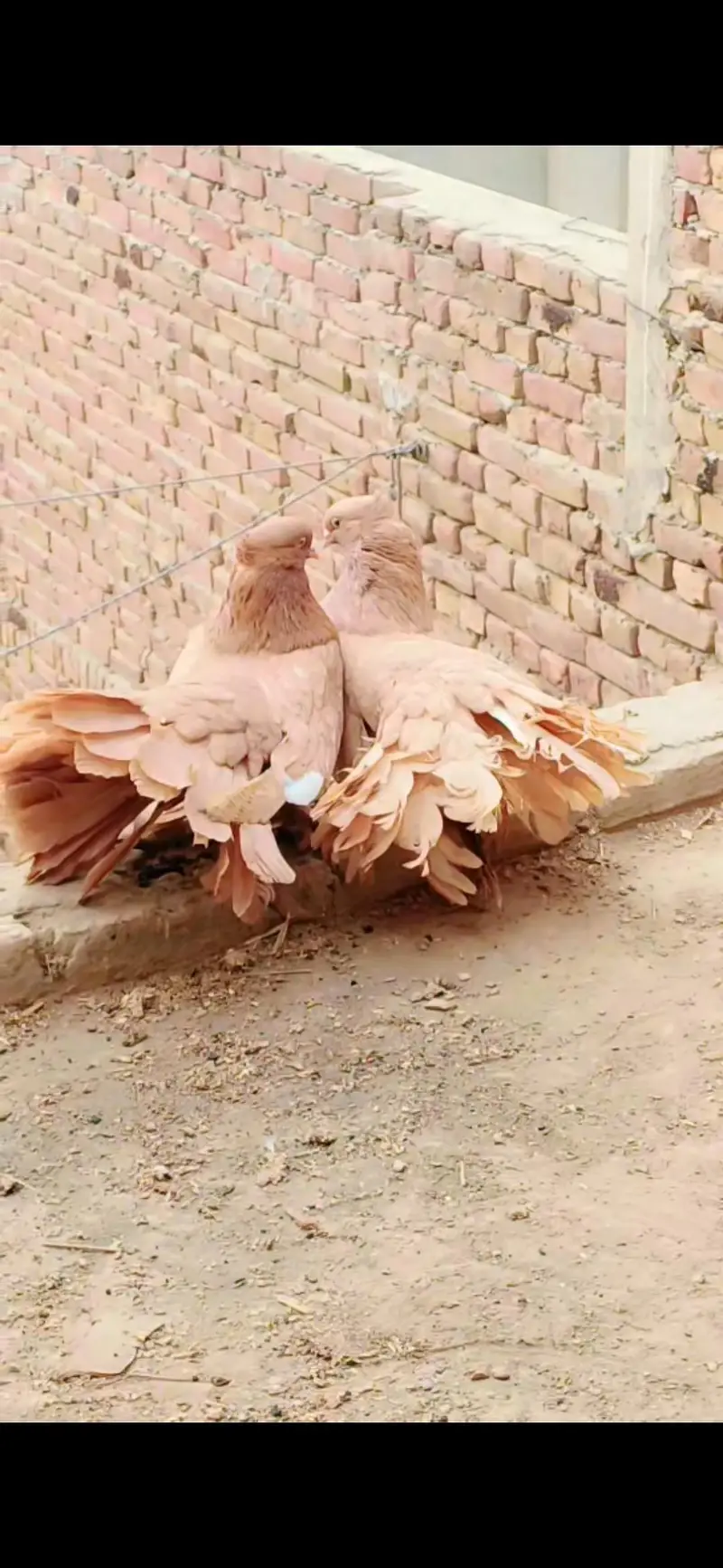 pure American pigeons — photo 5