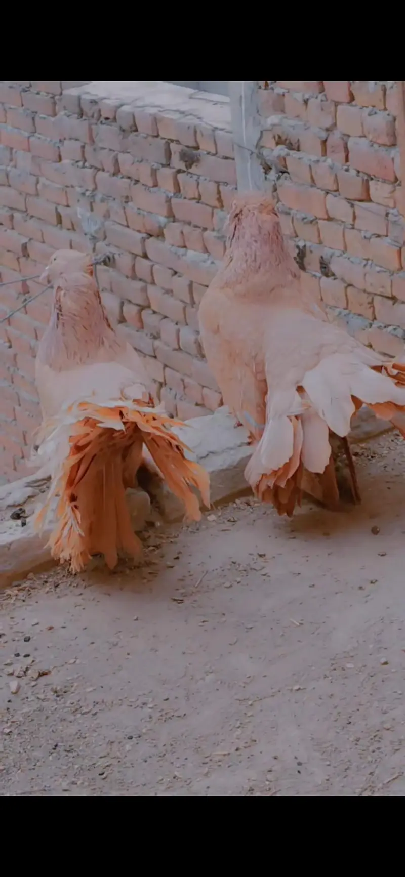 pure American pigeons — photo 8