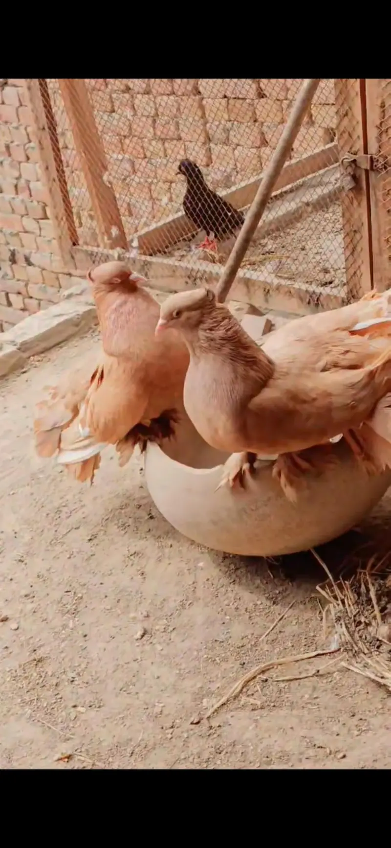 pure American pigeons — photo 9