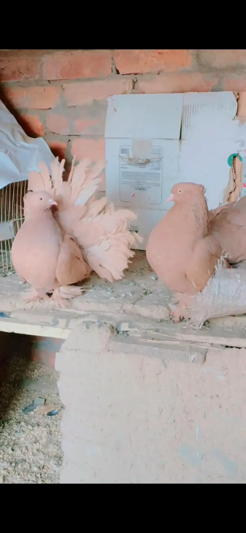 pure American pigeons — photo 10