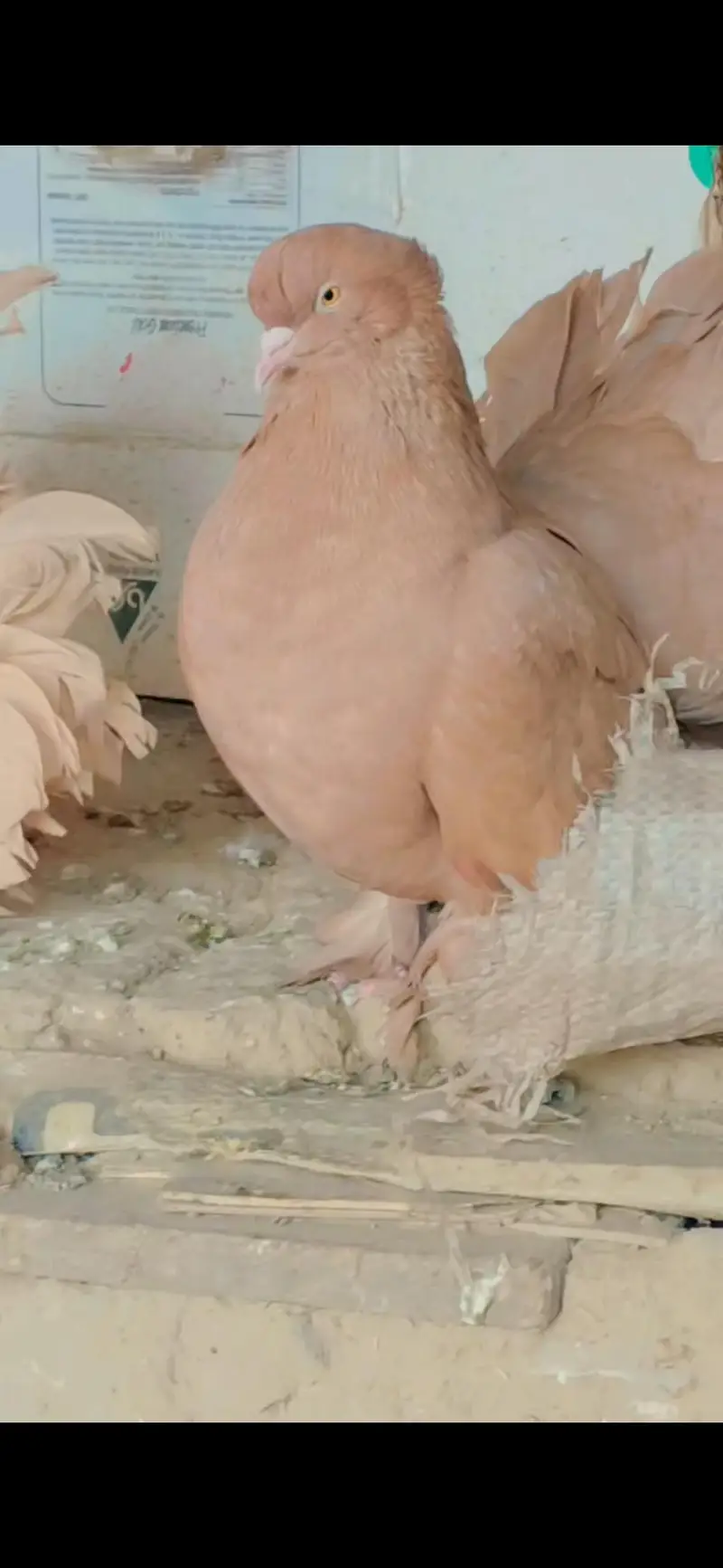 pure American pigeons — photo 12