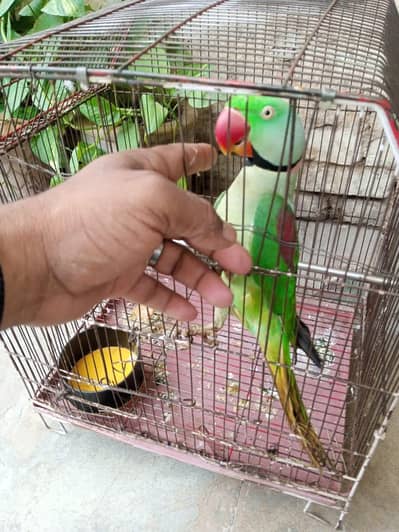 kashmiri Raw parrot