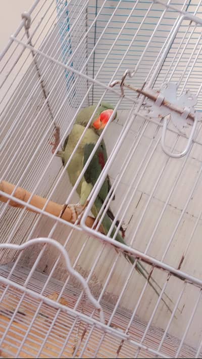 raah toota 12 month ka ha