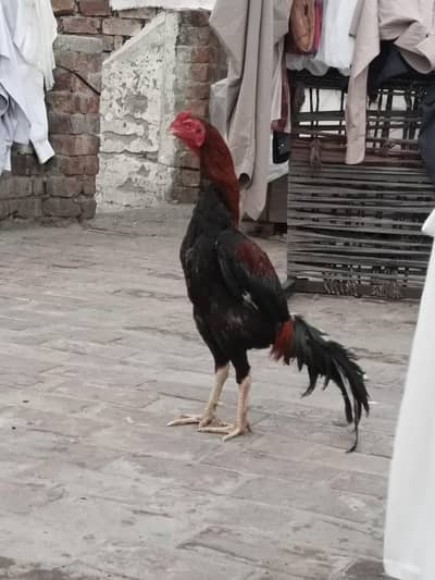 Aseel mianwali lakha mazbot gand jor ma  Quality ma