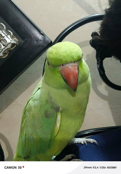 Green Parrot Minor Tame
