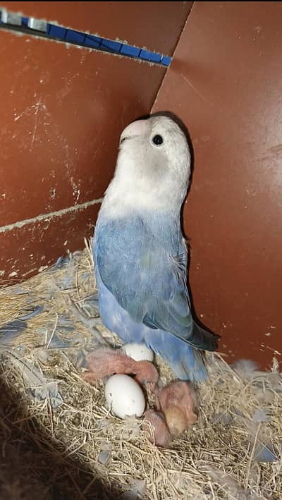 BLUE VIOLET OPALINE ROSI COLI