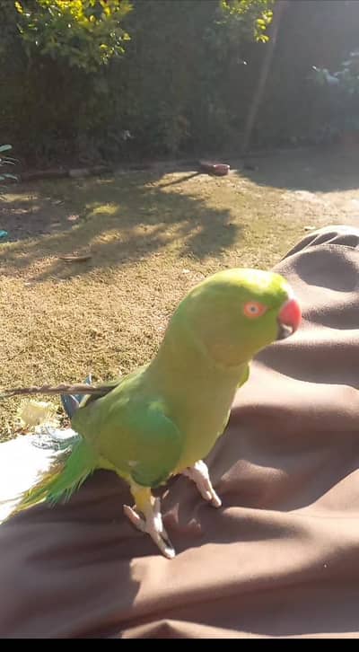 Female Parrot