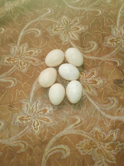 aseel eggs for sale