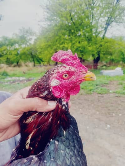 aseel mianwali patha