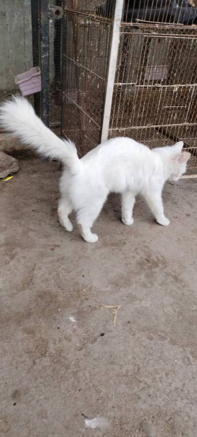 parssion female foresale ful heet pa ha