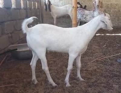 Hyderabadi Tapra 3 Bakra