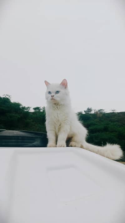 Persian cat for sale