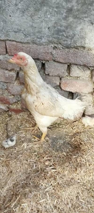 2 Aseel murgiyan 12 bachay