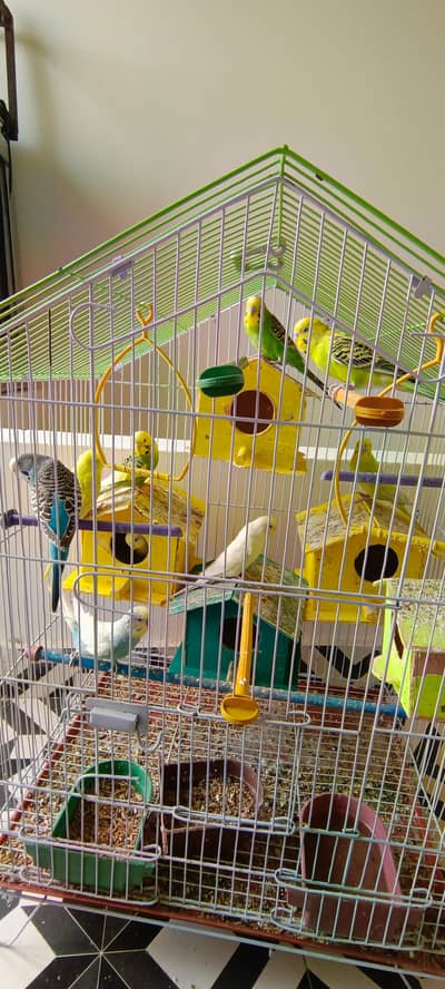 love Bird breed & Australian parrot breed