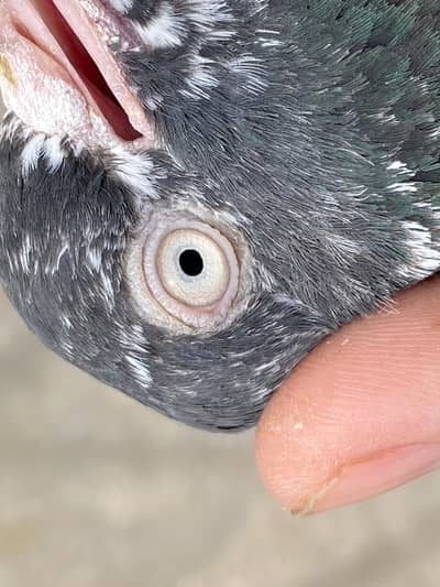 1 Royal Teddy breeder female 1 Original blood line dub wala breader