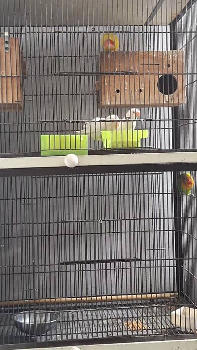 love bird 2 pairs 1 male