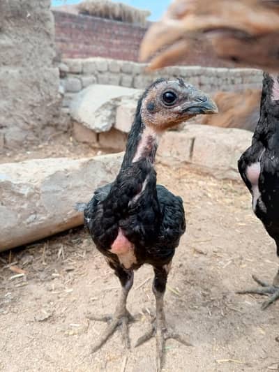 Aseel Thai Black chick 2 month