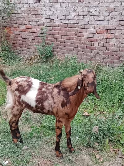 Qurbani goats