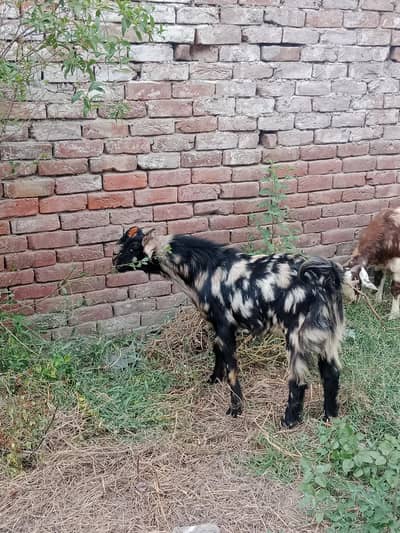 Qurbani goats