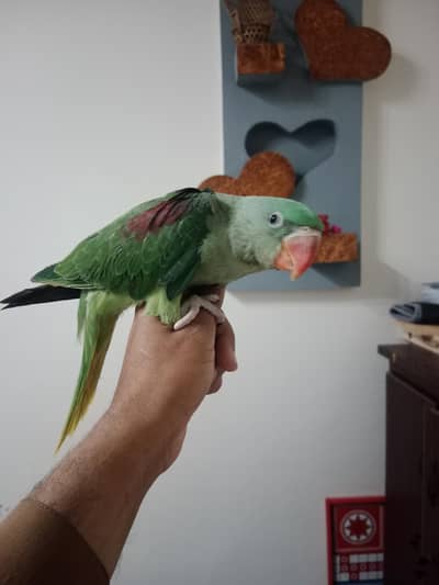 Raa kashmiri Parrot
