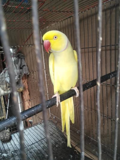 yellow ringnack full talking