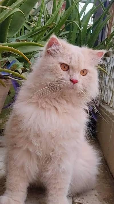 PERSIAN CAT